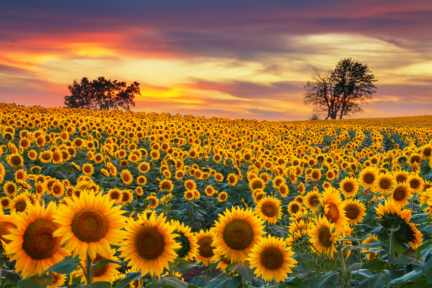Sonnenblume Bauernhof Feld Fotografie Hintergrund M8-53