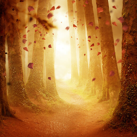 Herbst Wald Weg fallenden Blättern Hintergrund M9-31