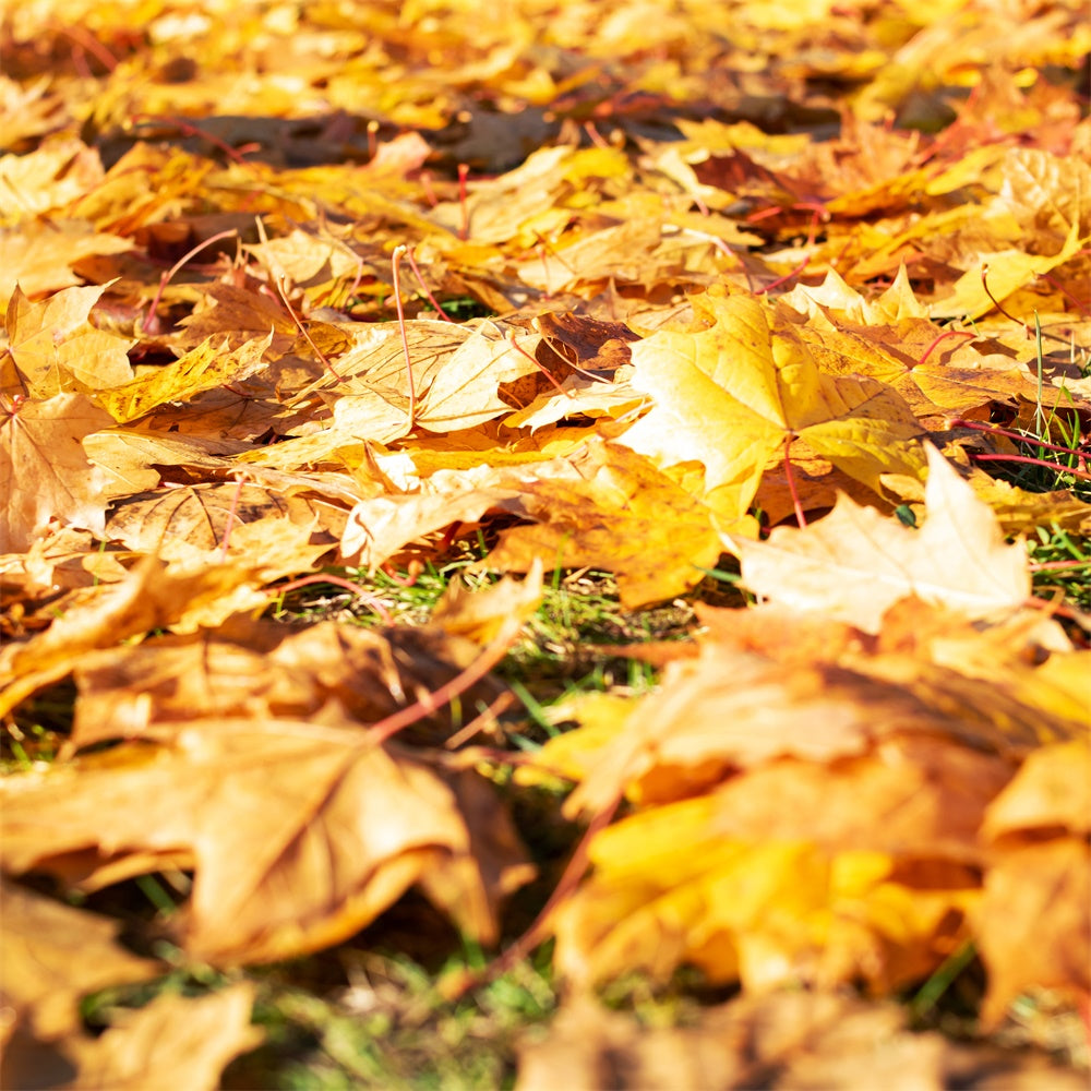 Fotografie Boden Backdrop Helle Blätter Boden Backdrop TWW57-18