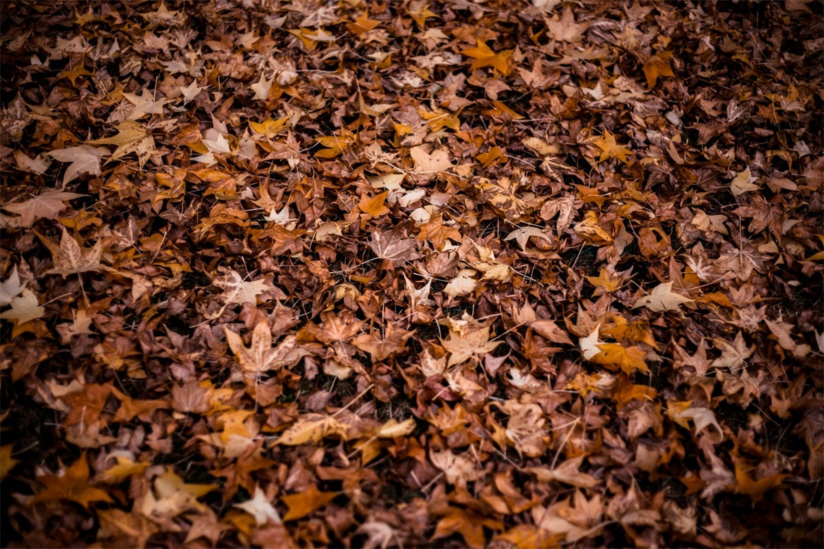 Fotografie Boden Backdrop Herbstblätter Boden Backdrop TWW57-9