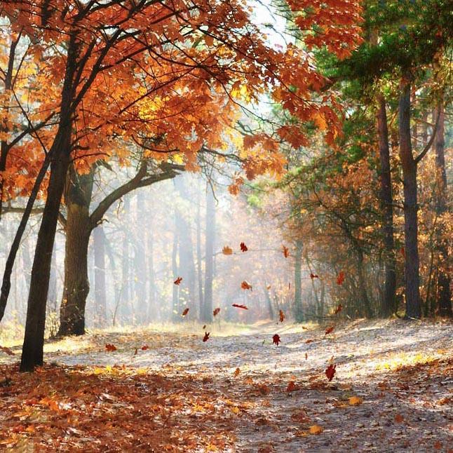 Herbst Gelb Blätter Foto Hintergrund G-593