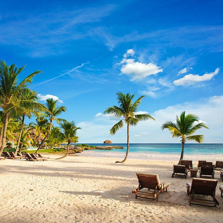 Coconut Tree Beach Ocean Summer Photo Backdrop G-673