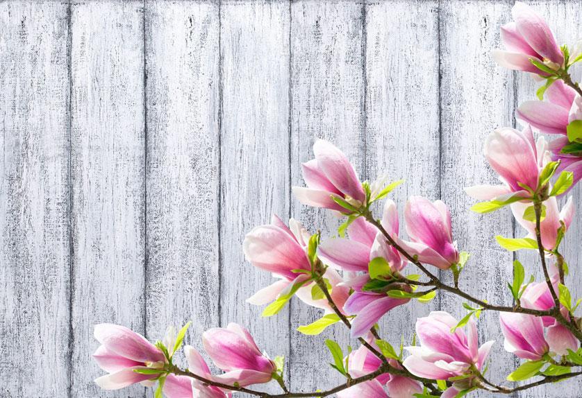 Rosa Blumen-Fotografie-Hintergründe für Fotostudio HJ03606