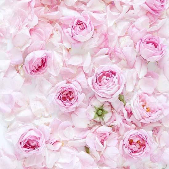 Blumenhintergründe Gemusterte Hintergründe Blumenwandhintergrund Boden S-3174