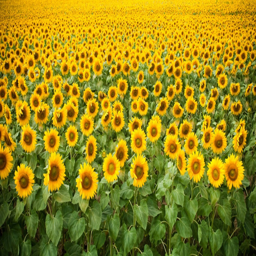 Summer Sunflower Photography Backdrop