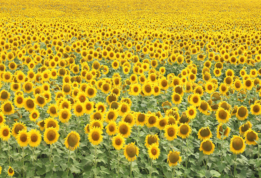 Summer Sunflower Field Blooming Backdrop