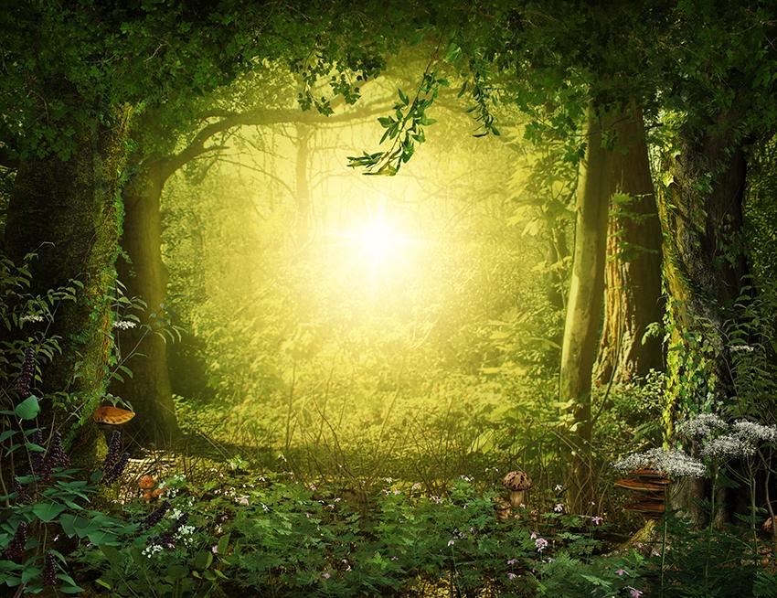Magical Woodland Light Green Photography Backdrop
