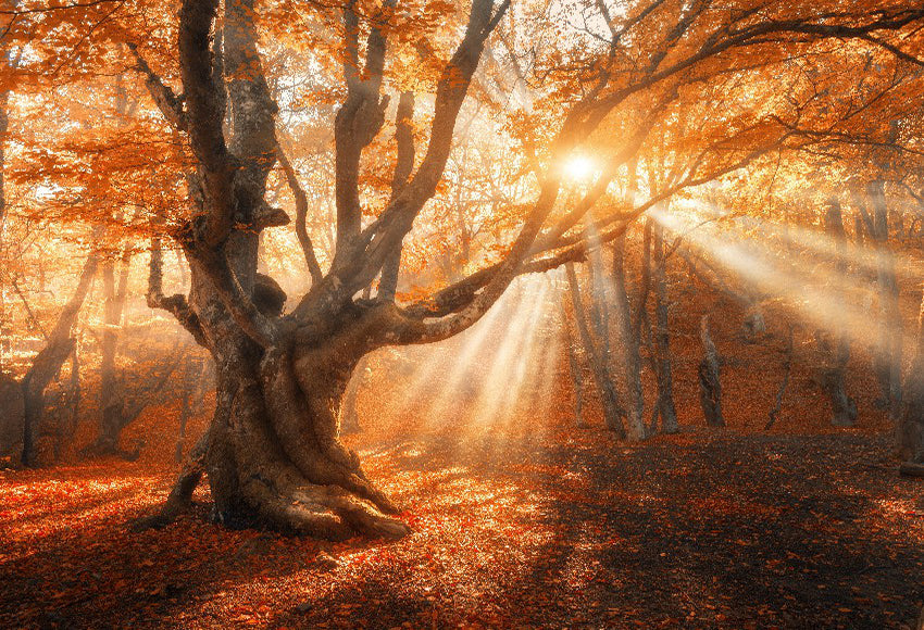 Magical Old Tree Sun Rays Landscape Photo Backdrop