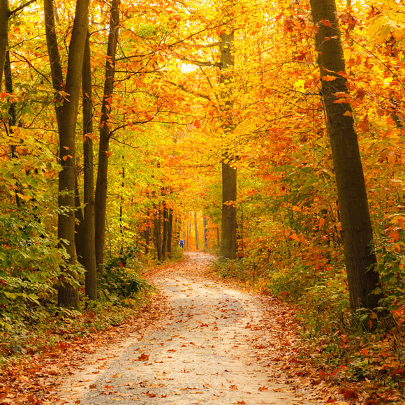 Herbst Hintergründe