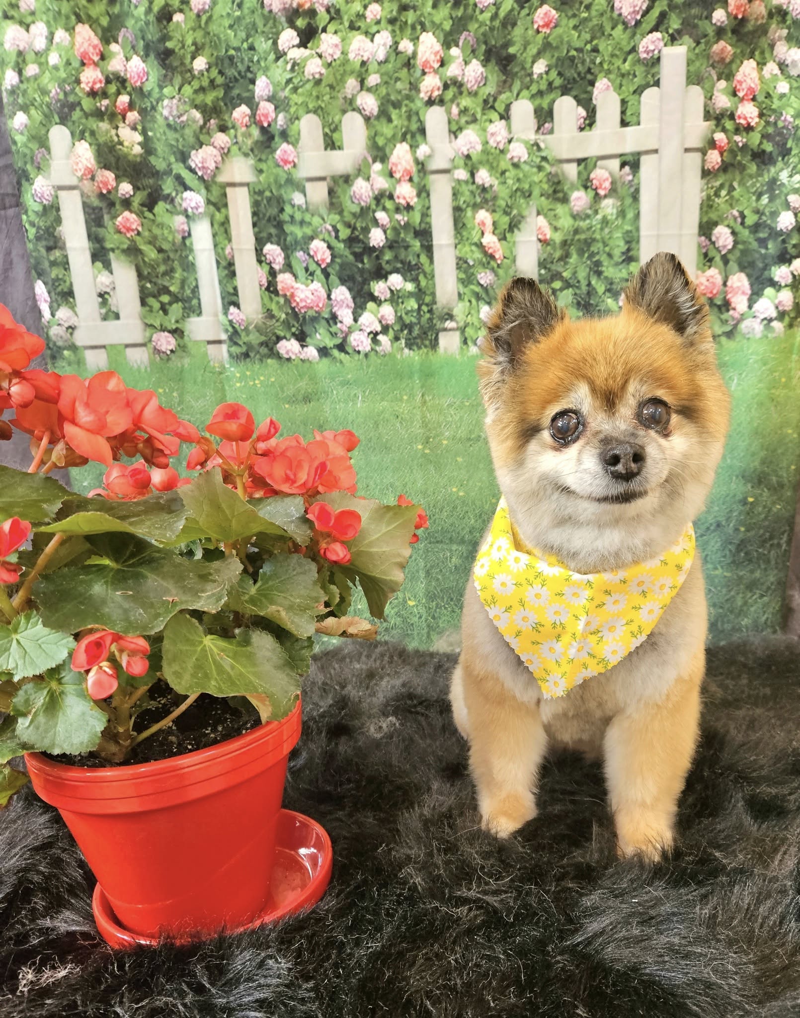 Frühlingsblumen Grünes Gras Hochzeitshintergründe GC-97