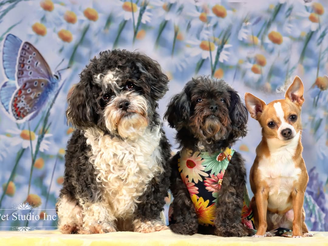 Gänseblümchen Schmetterling Frühling Fotografie Hintergrund SH-818