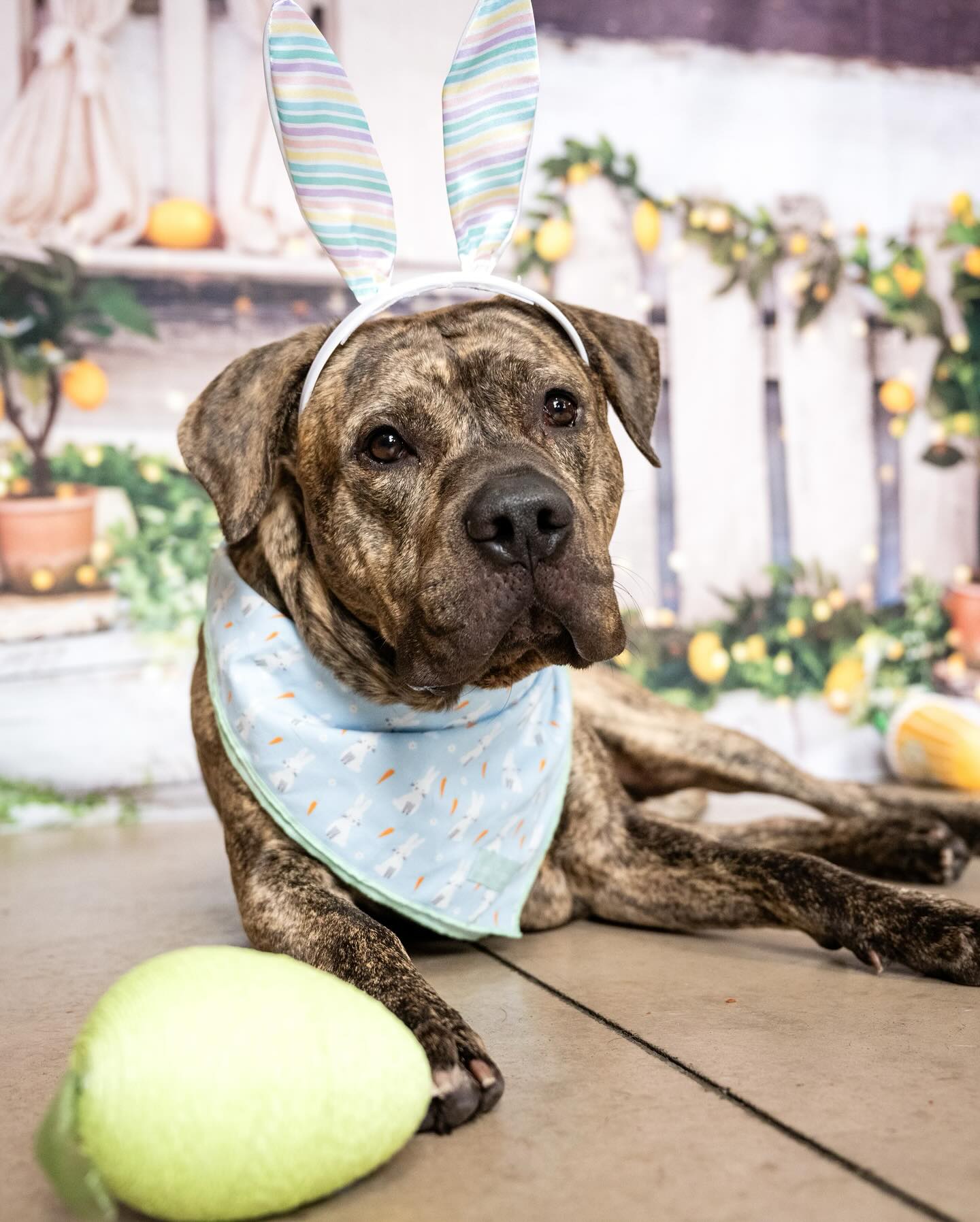 Frühlings Sommer Zitronenbaum Scheunen Hintergrund D1061
