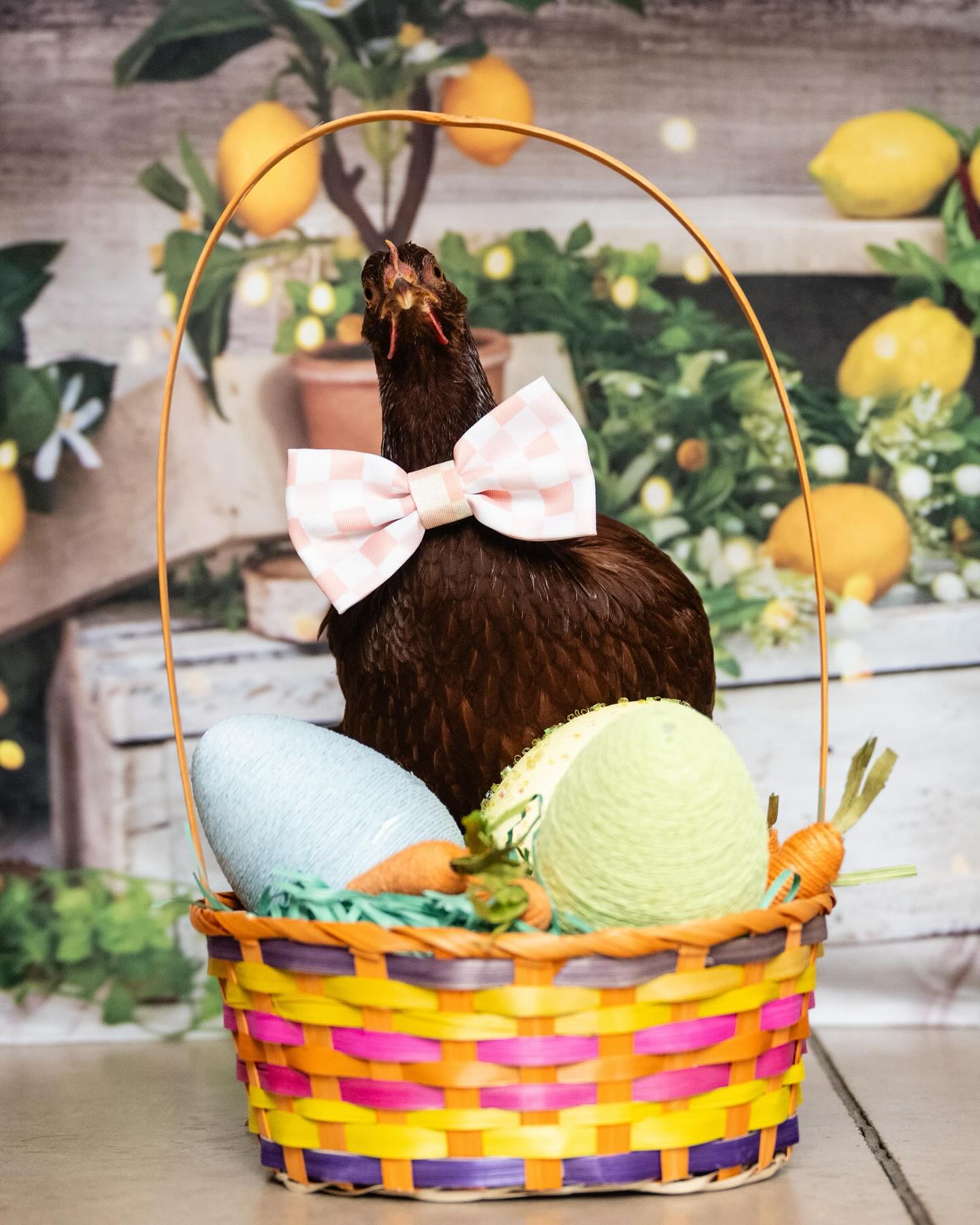 Frühlings Sommer Zitronenbaum Scheunen Hintergrund D1061