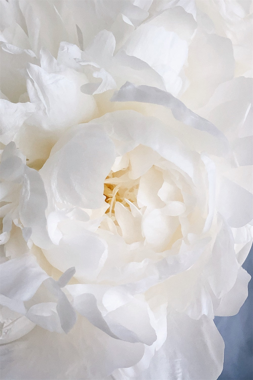 Floral Fotografie Hintergrundkulissen Weiße Pfingstrose Blüte Hintergrund BRP1-385