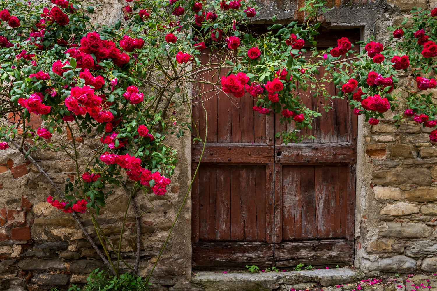 Blumen-Hintergrundbilder Zeitlose rote Tür-Rosen Hintergrund BRP1-518