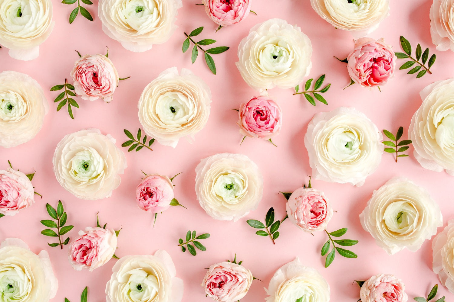 Blumen-Fotohintergrund Rosa Weiße Rosen Hintergrund BRP1-521