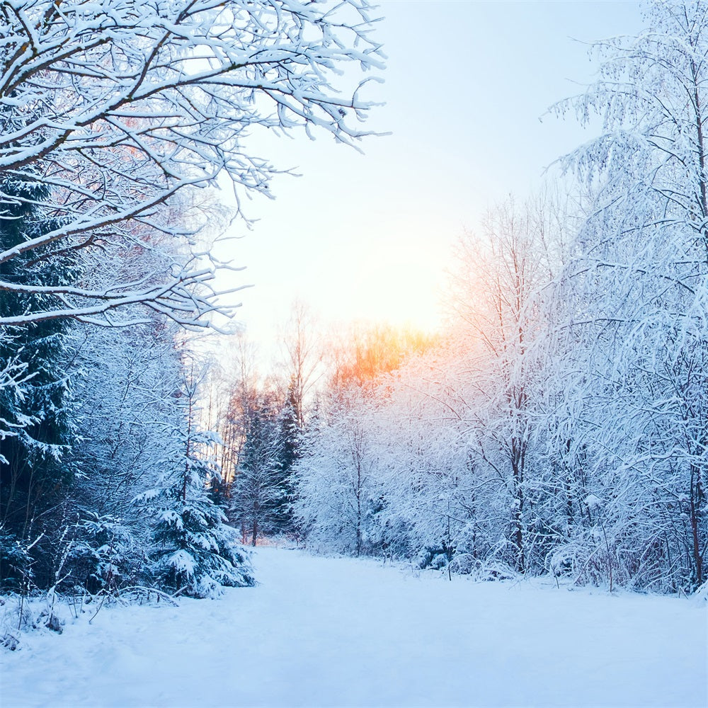 Winter Wonderland  Verschneite Landschaft Sonnenlicht Hintergrund BRP11-1