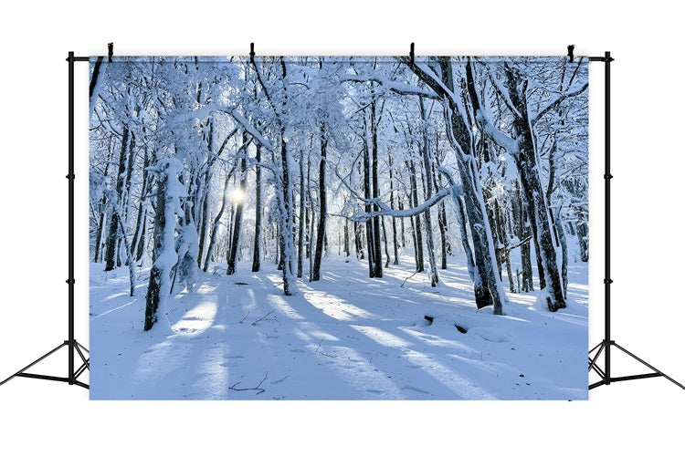 Winter Hintergrund For Sale Snowy Woods Gentle Light Hintergrund BRP11-13