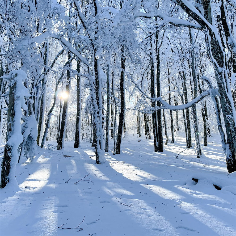 Winter Hintergrund For Sale Snowy Woods Gentle Light Hintergrund BRP11-13