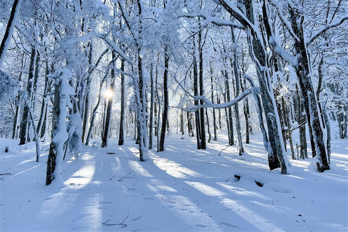 Winter Hintergrund For Sale Snowy Woods Gentle Light Hintergrund BRP11-13