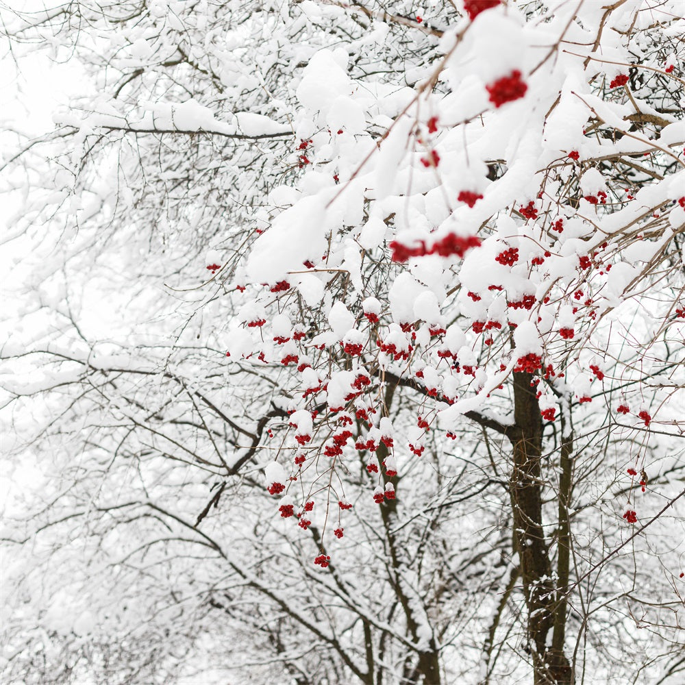 Winter Hintergrund Fotos Lebendige Rote Beeren Schnee Hintergrund BRP11-20