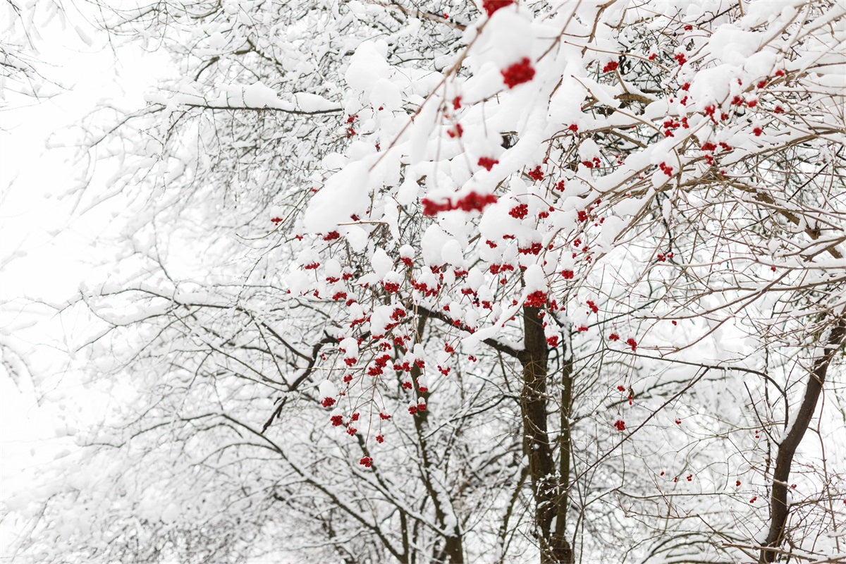 Winter Hintergrund Fotos Lebendige Rote Beeren Schnee Hintergrund BRP11-20