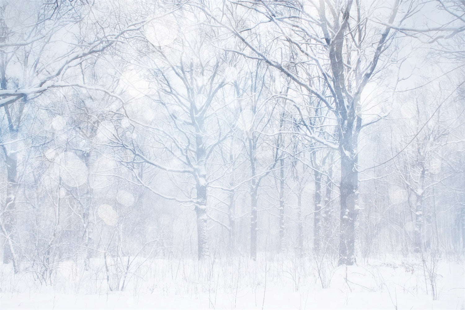 Fotohintergrund Winter Silbrig Weiß Frosted Grove Hintergrund BRP11-21