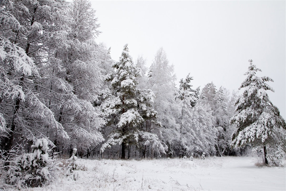 Winter  Hintergrund Verschneite Landschaft Eisige Zweige Hintergrund BRP11-4