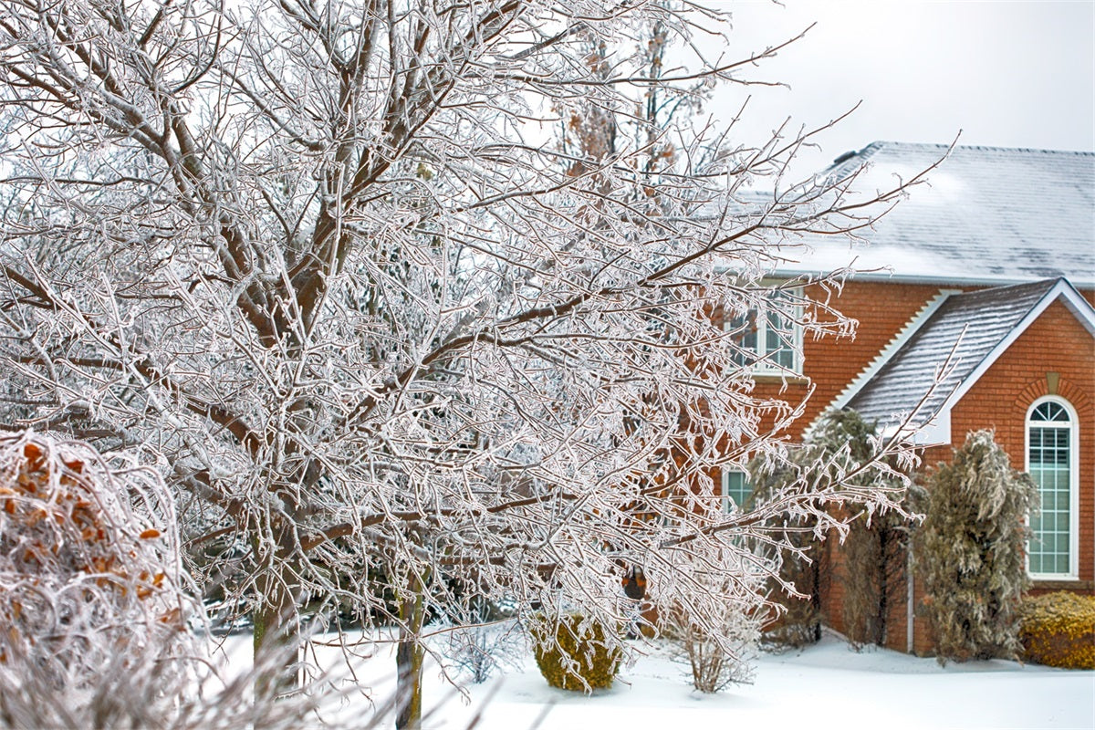 Winter Wonderland Hintergrund Frosted Foliage House Hintergrund BRP11-6