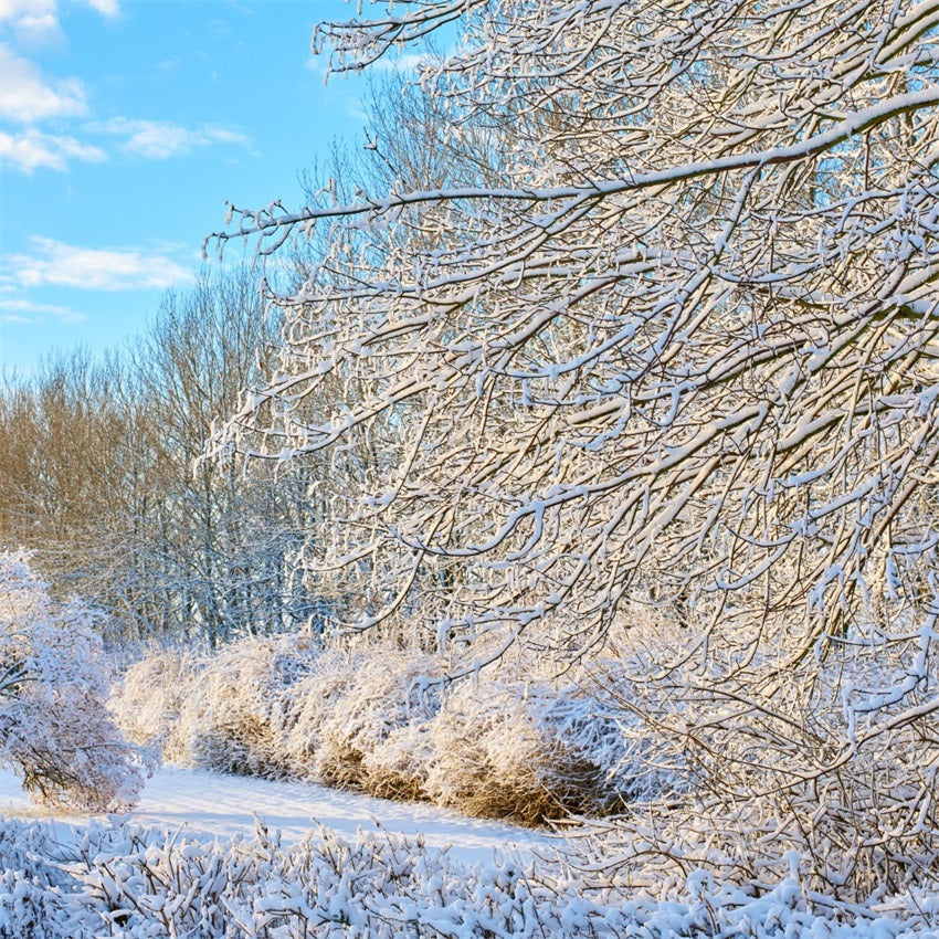 Winter Hintergrund Frostige Zweige Heller Himmel  Hintergrund BRP11-68