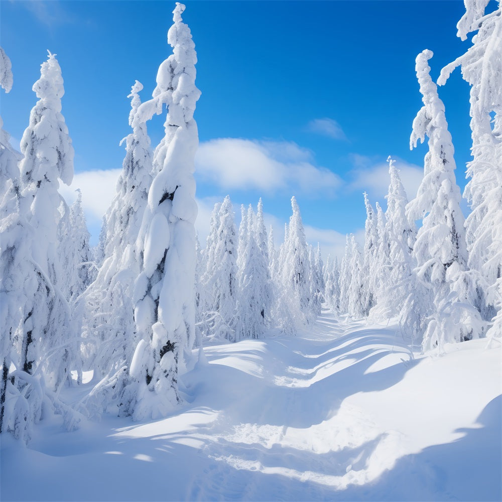 Winter Fotografie Hintergrund Kiefer Bäume Heller Himmel Hintergrund BRP11-8