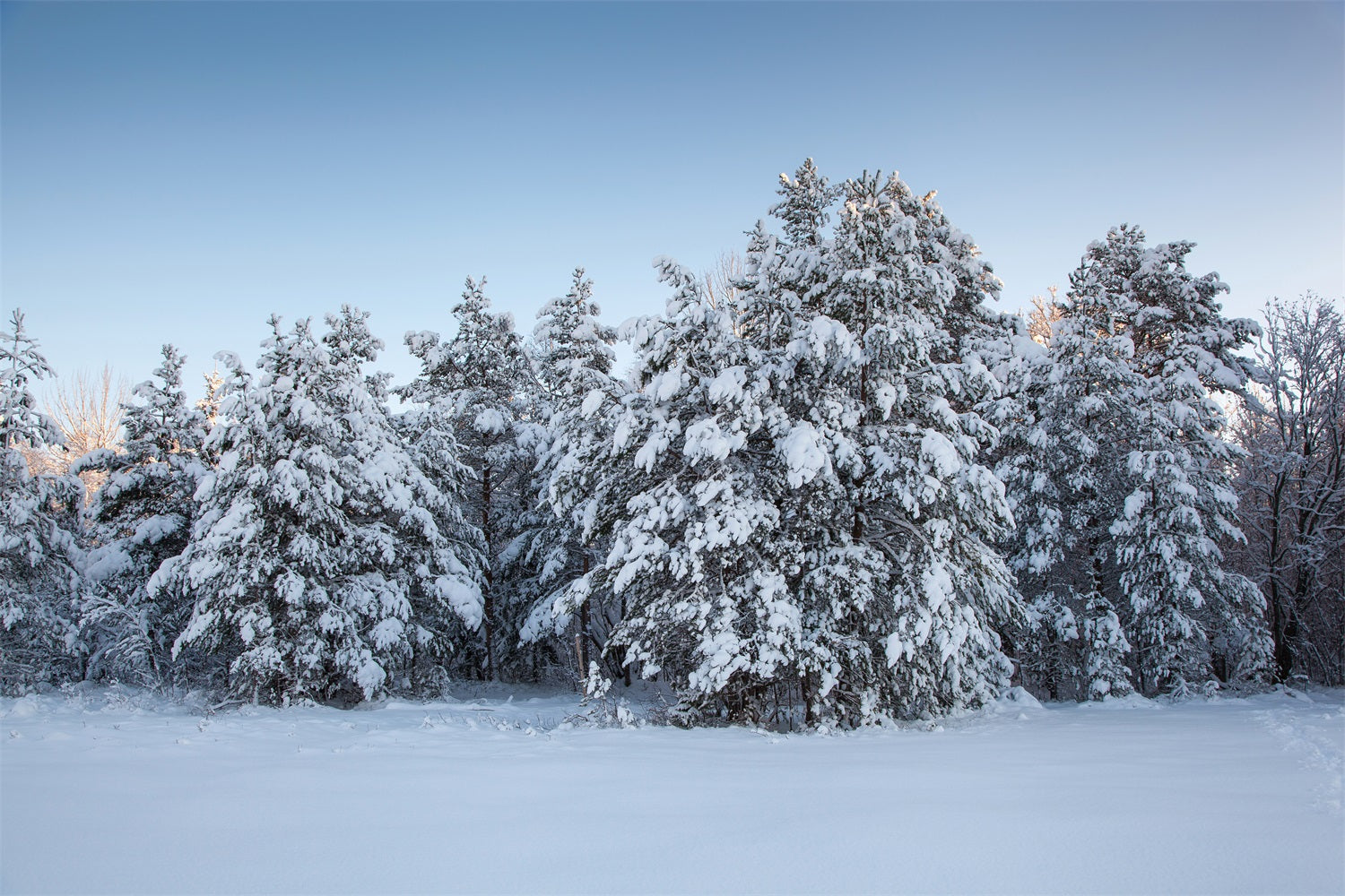 Winter Fotokulissen Immergrüne Bäume Schnee Kulisse BRP11-9