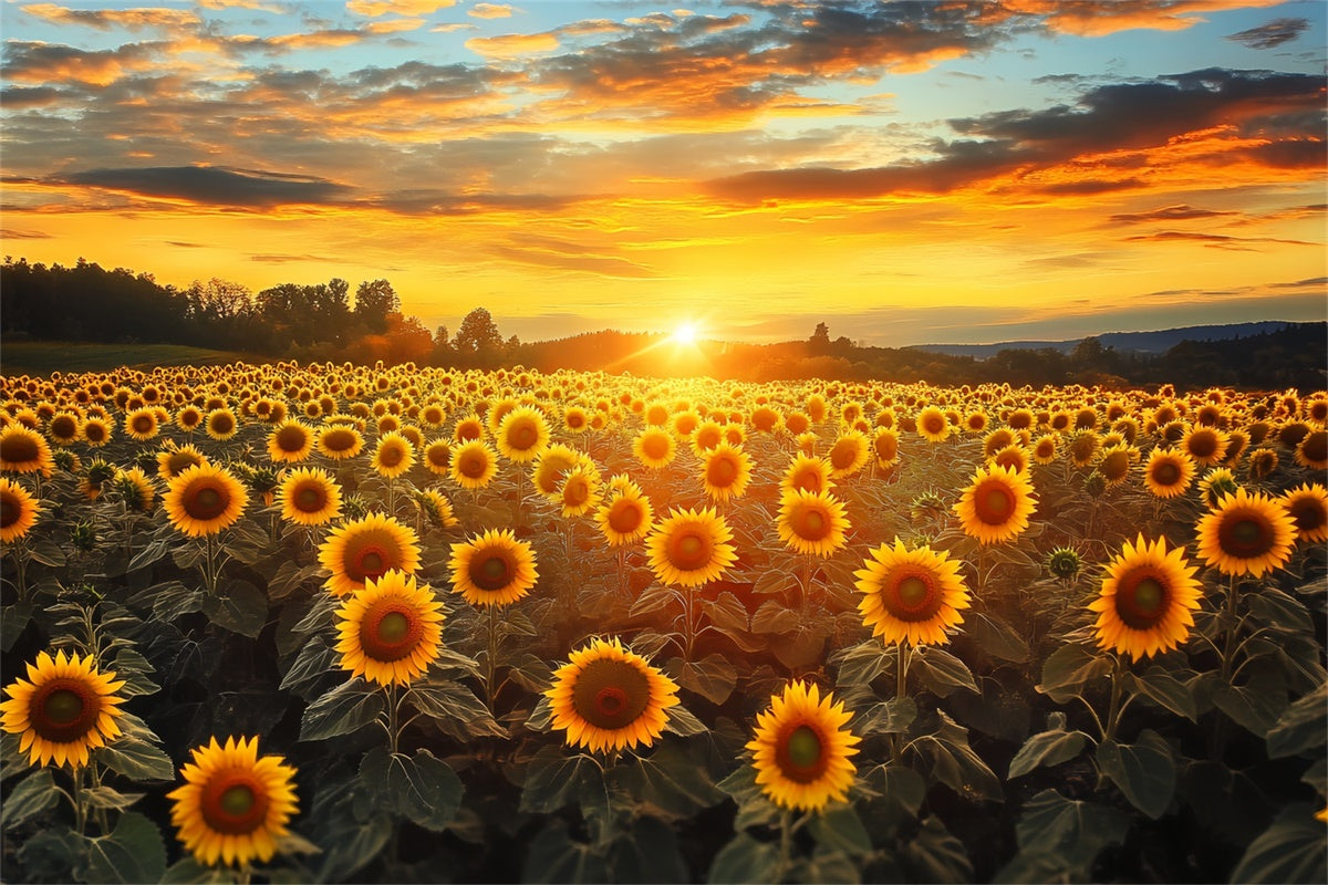Sonnenuntergang Fotokulisse Feuerhimmel Sonnenblume Herbstkulisse BRP57-172