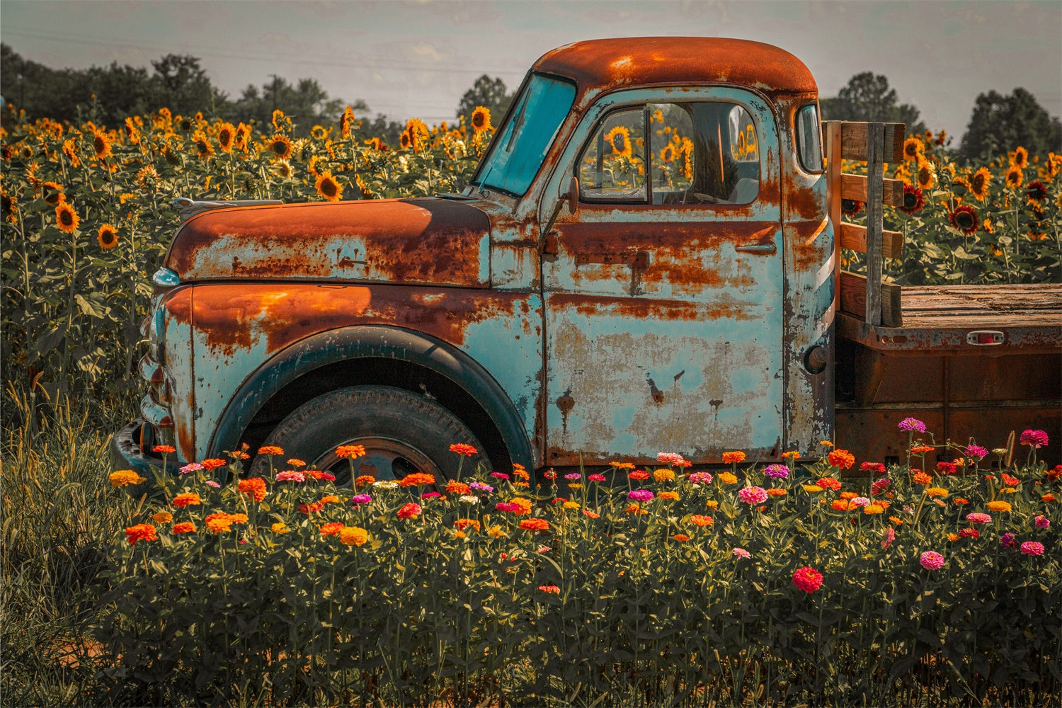 Herbst Sonnenblume Bauernhof LKW Fotografie Hintergrund BRP7-115