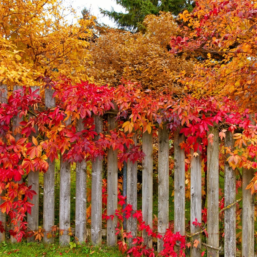 Herbstzaun mit bunten Blättern Hintergrund BRP7-200