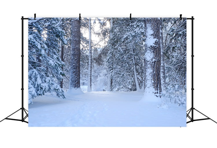 Verschneiter Waldweg durch hohe Kiefern Hintergrund BRP9-227