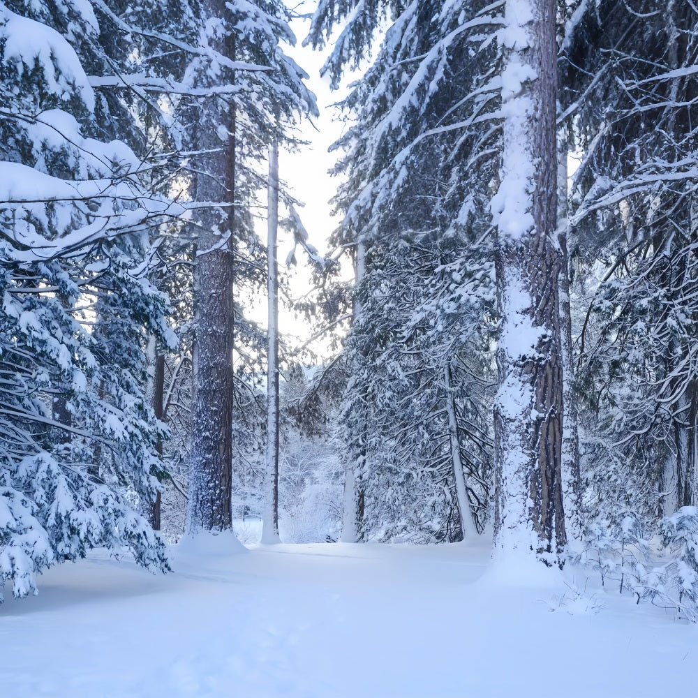 Verschneiter Waldweg durch hohe Kiefern Hintergrund BRP9-227