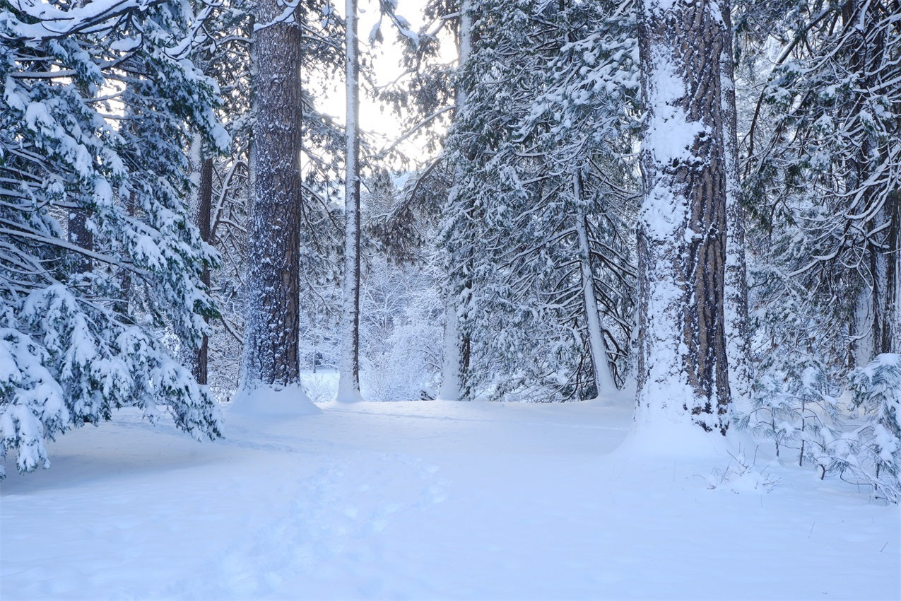 Verschneiter Waldweg durch hohe Kiefern Hintergrund BRP9-227