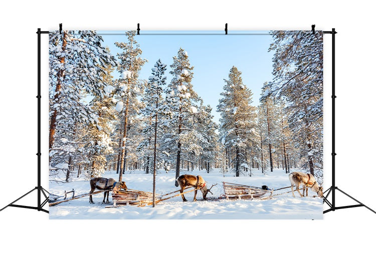 Rentier-Schlittenfahrt durch Winterkiefern Hintergrund BRP9-326