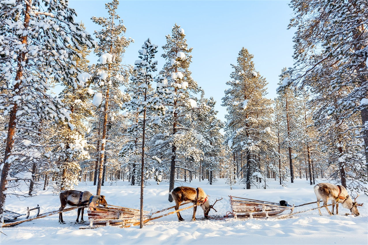 Rentier-Schlittenfahrt durch Winterkiefern Hintergrund BRP9-326