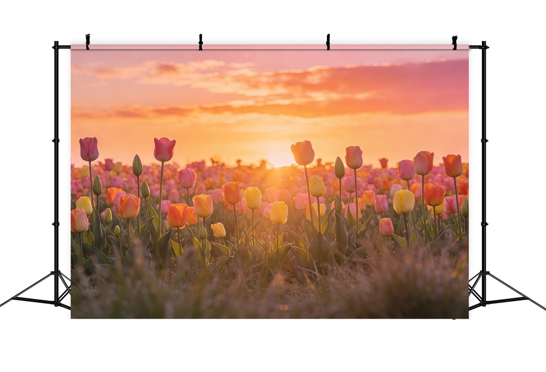 Oster-Tulpen-Hintergrund Sonnenuntergang Feld Blumenwiese Osterfotografie-Hintergründe zu verkaufen CSH61-64
