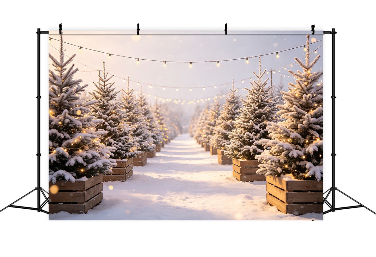 Kulisse Für Eine Weihnachtsbaumfarm Lichtpfad Aus Verschneiten Kiefern Weihnachtsfotohintergrund CSH68-97