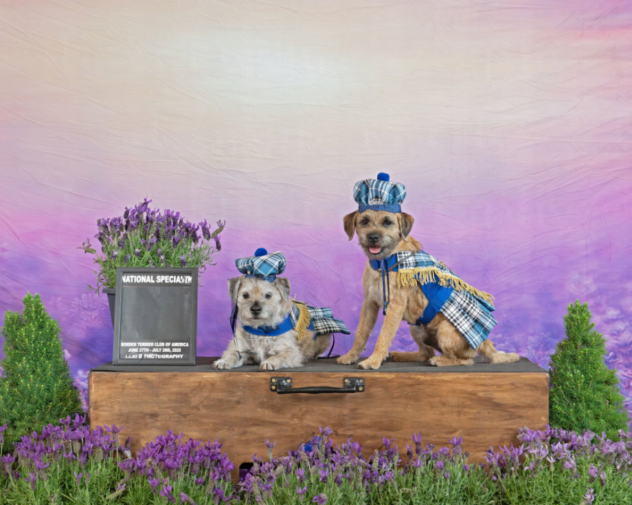 Lavendelfeld Lila Blumen Sommer Fotografie Hintergrund D790