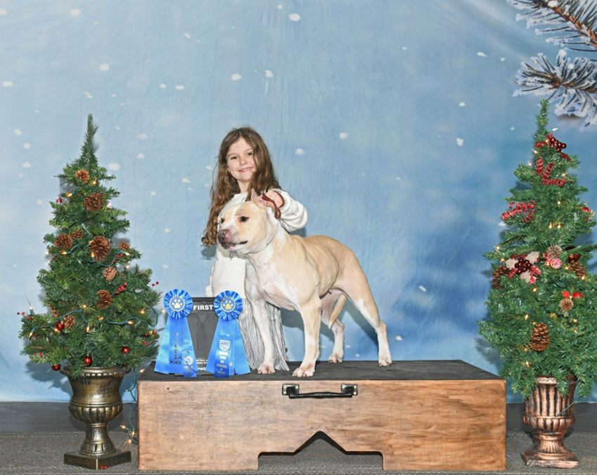 Schneeflocken Bokeh Weihnachtsbaum Foto Hintergrund DBD-19307