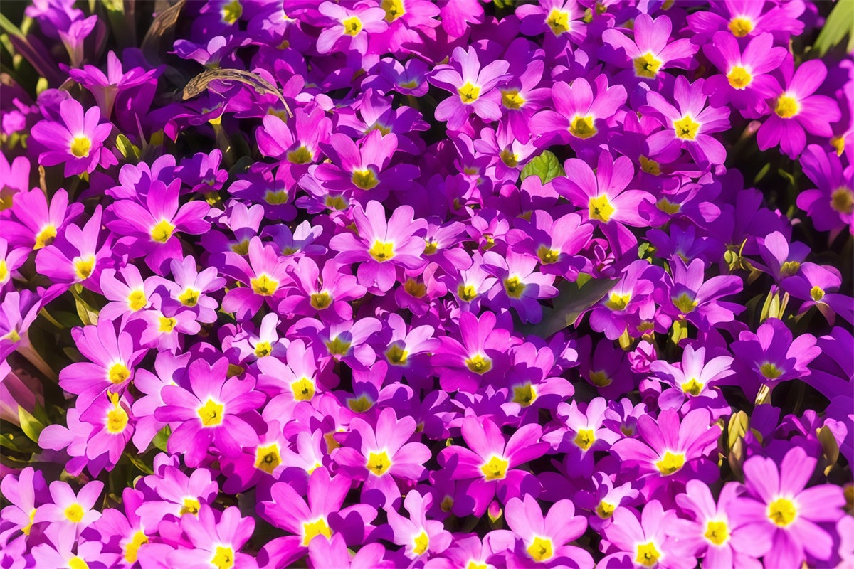 Violetter Blumenhintergrund Vibrant Wildflower Bloom Backdrop GTY3-30