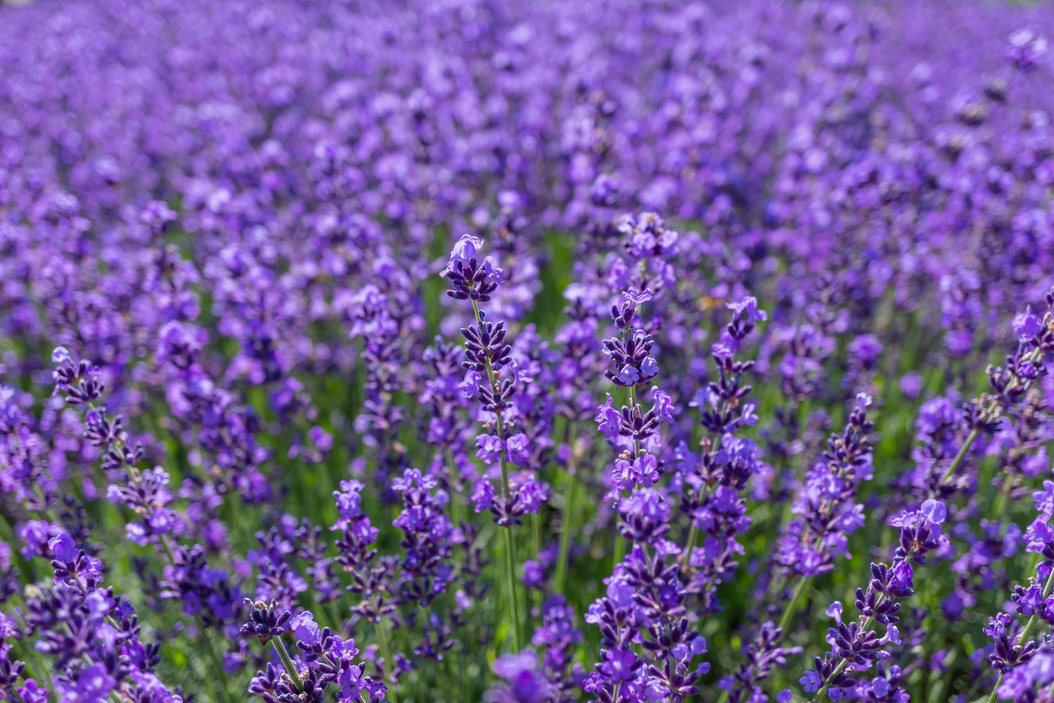 Blumen Fotokulisse Bezaubernde Lavendel Weite Kulisse GTY3-33