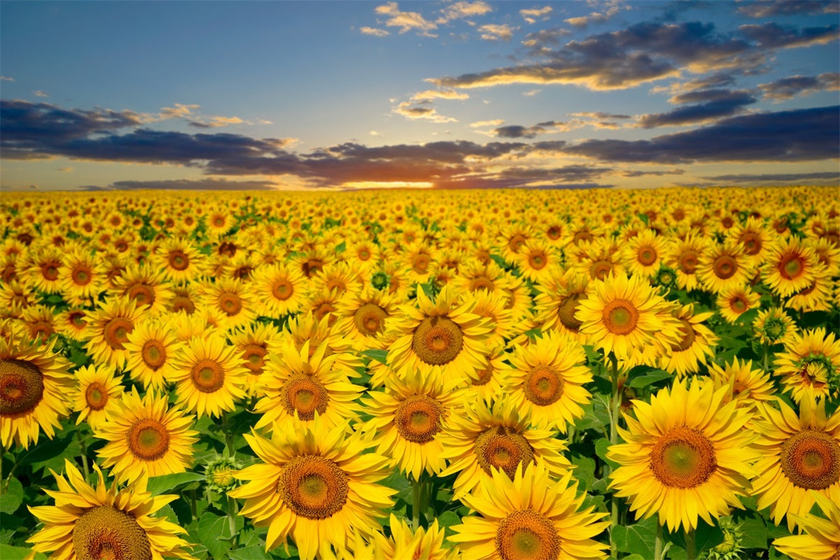 Sunflower Backdrops Goldene Sonnenblume Sonnenuntergang Feld Sommer Hintergrund GTY3-381