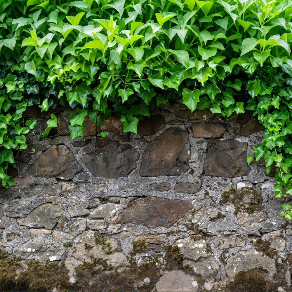 Frühling Fotokulisse Rustikale Steinmauer Efeu Kulisse LXX2-70