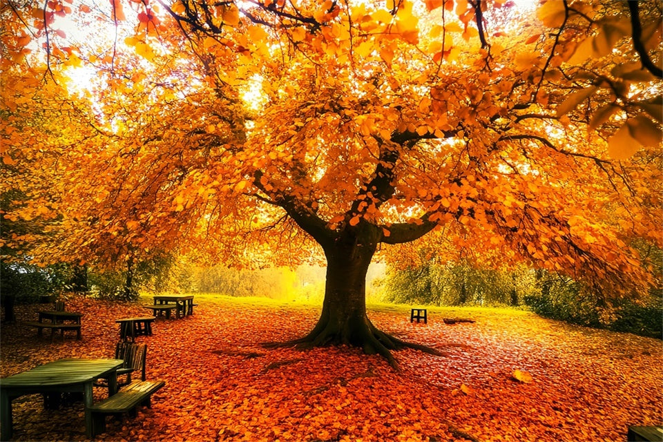 Herbstblätter Backdrop Herbst Vordach Fotohintergrund LXX57-177