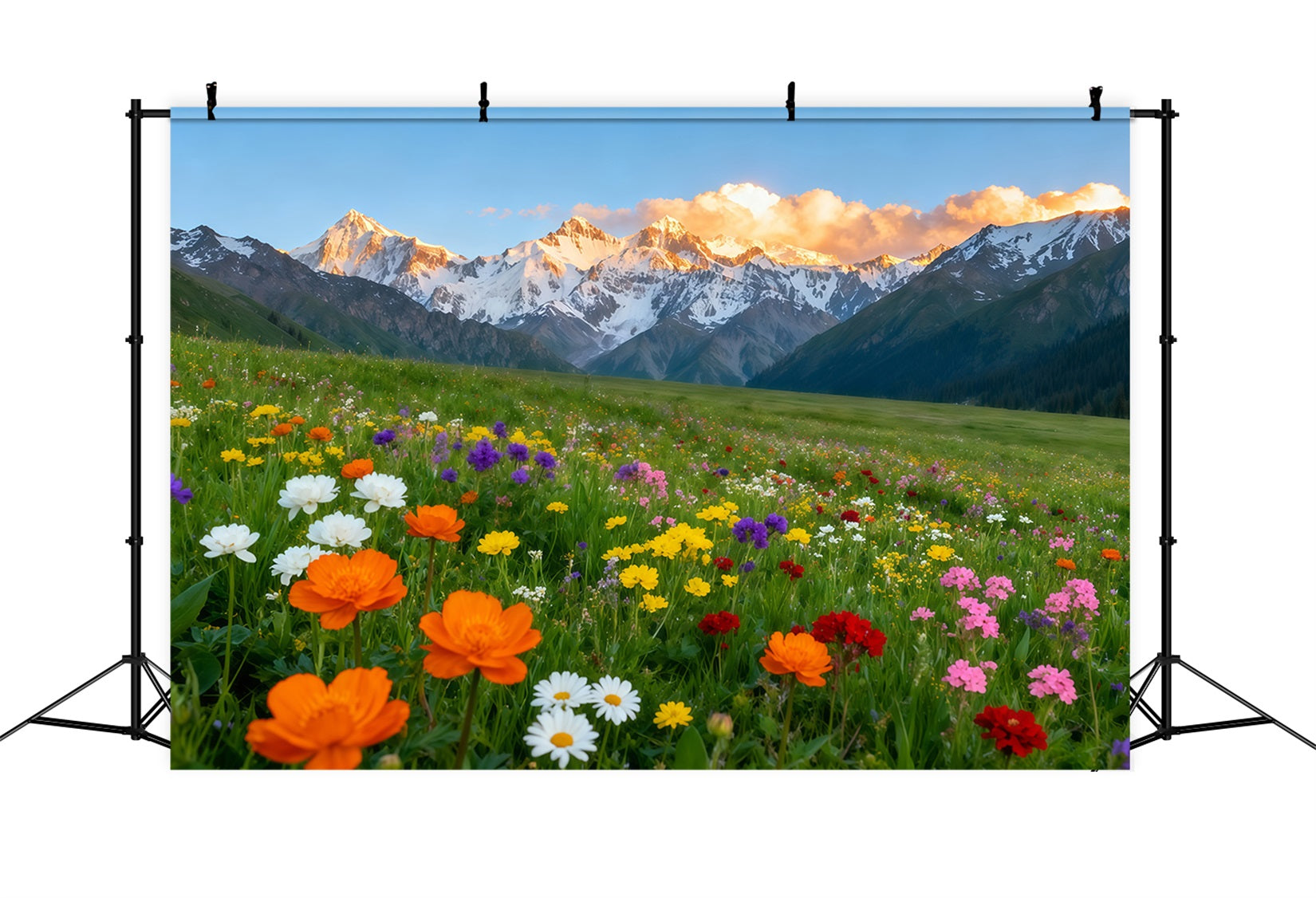 Wildblumen-Hintergrund Alpengebirge Tal Blumenfeld Blumen-Fotohintergrund LXX61-178